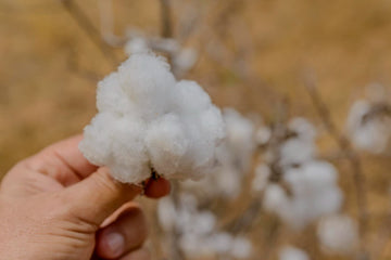 ¿Qué es algodón Pima y qué lo hace diferente de otros algodones?